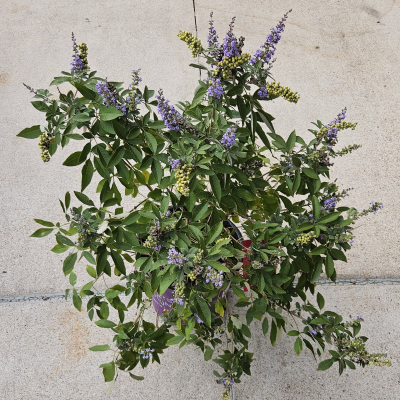 VITEX DWARF #3