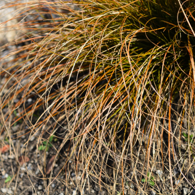 CAREX SEDGE PRARIE FIRE #1