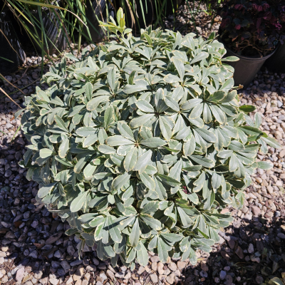 PITTOSPORUM DWARF VARIEGATED #5