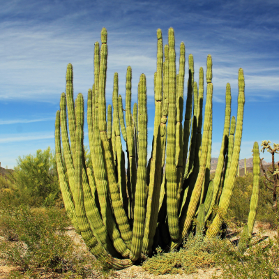 CACTUS ORGAN PIPE #5