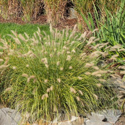 GRASS FOUNTAIN HAMELN #3