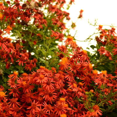 MEXICAN FLAME VINE #5