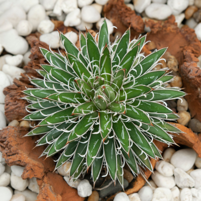 AGAVE SCHIDIGERA #5