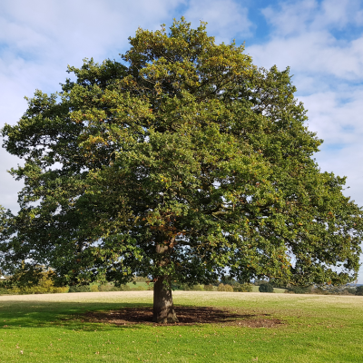 OAK RED 3" B&B