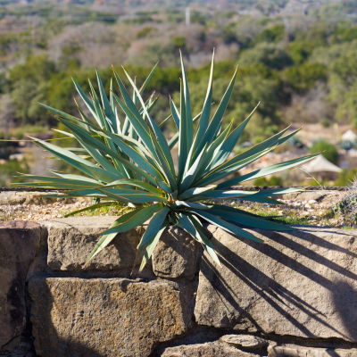 YUCCA PALELEAF #3 #5