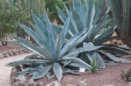 AGAVE AMERICANA #3