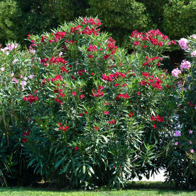 OLEANDER RED #15