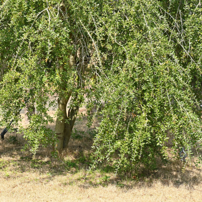 HOLLY YAUPON WEEPING #30