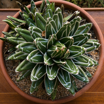 AGAVE FERDINAND REGIS #2