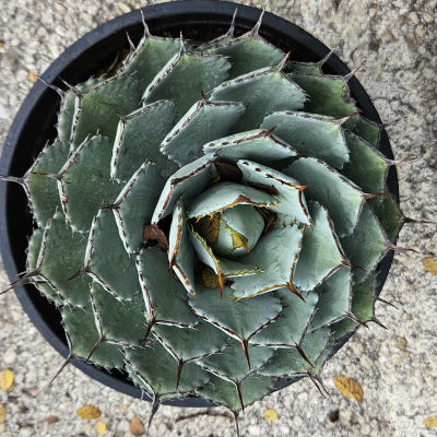 AGAVE KISSHO KAN #3 #5