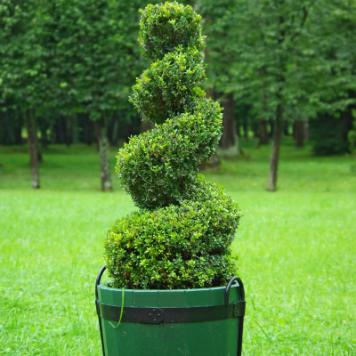 BOXWOOD SPIRAL #6 #7