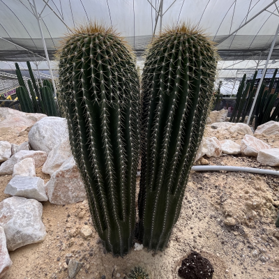 CACTUS NEOBUXAUMIA #5