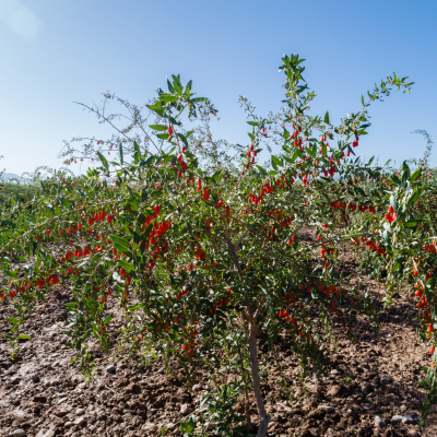 FRUIT GOJI BERRY #3