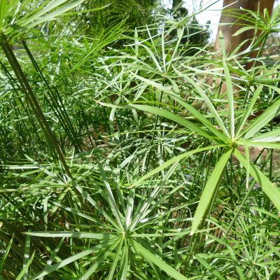 GRASS UMBRELLA #3