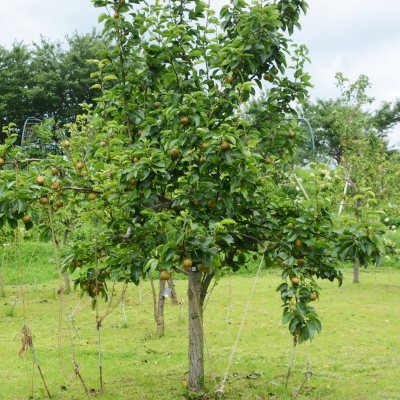 FRUIT ASIAN PEAR #5