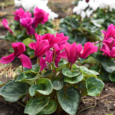 CYCLAMEN  4" 4.5" QUART