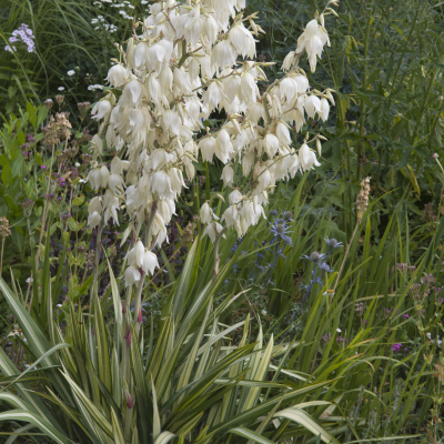 YUCCA FILAMENTOSA VARIEGATA #3 #5