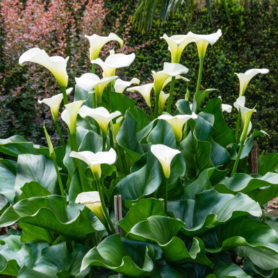 CALLA LILY #1