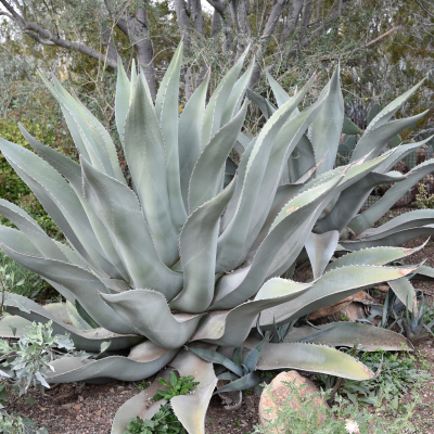 AGAVE BLUE ROUGH LEAF #15