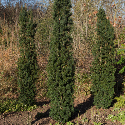 YEW TAXUS UPRIGHT #3 #5