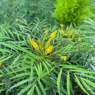 MAHONIA SOFT CARESS #3