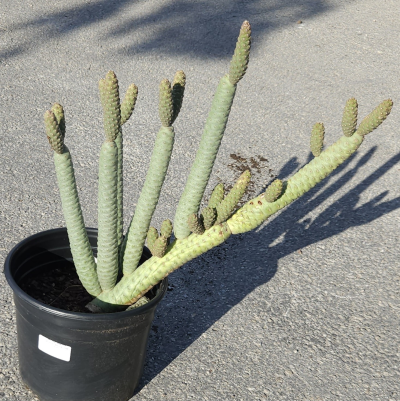 OPUNTIA SPRUCE CONE #2 #3