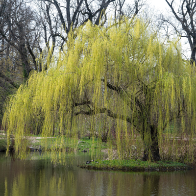 WILLOW WEEPING #5