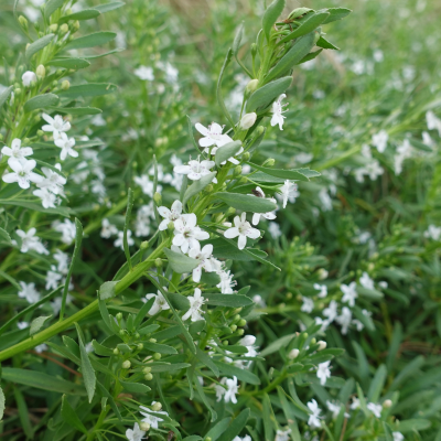 MYOPORUM #1
