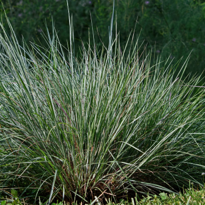 GRASS LITTLE BLUESTEM #1