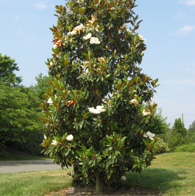 MAGNOLIA ASSORTED #65