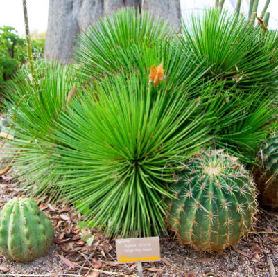 AGAVE STRIATA STRICTA #5