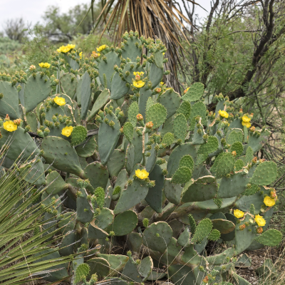 OPUNTIA ENGELMANS #5