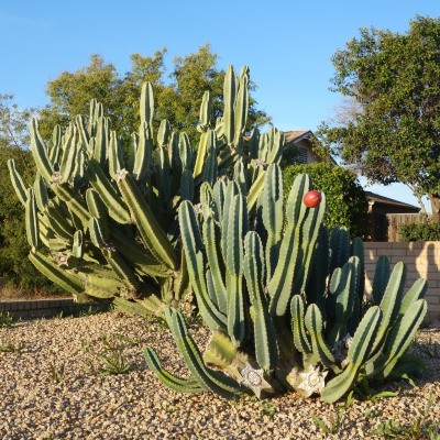 CACTUS CEREUS PERUVIAN APPLE #15