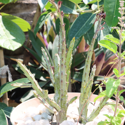 EUPHORBIA CANDELILLA #1