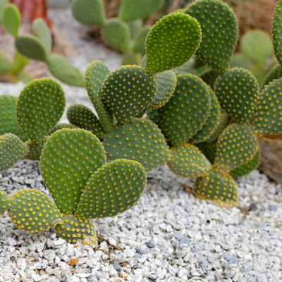 CACTUS OPUNTIA BUNNY EAR #3