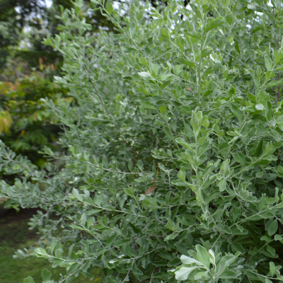 TEXAS SAGE WHITE #5