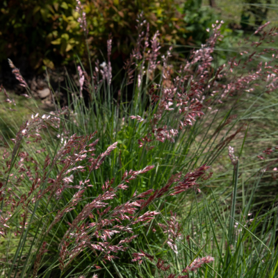 GRASS RUBY CRYSTAL #1