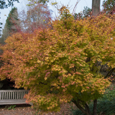 MAPLE JAPANESE CORAL BARK #30