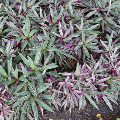 OYSTER PLANT #1