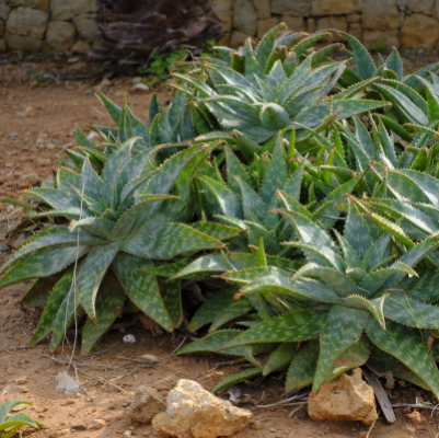 ALOE SOAP #3