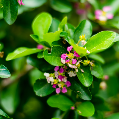 BARBADOS CHERRY DWARF #3