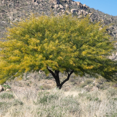 MESQUITE CHILEAN 24"