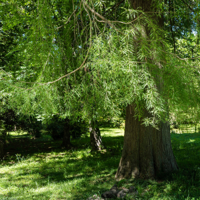 CYPRESS MONTEZUMA #100