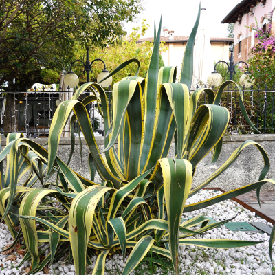 AGAVE MARGINATA #30 24" BOX