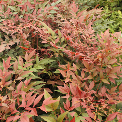 NANDINA HYBRIDS #1