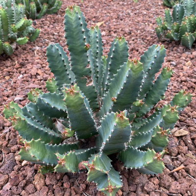 EUPHORBIA MOROCCAN MOUND #3