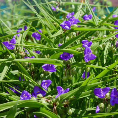 SPIDERWORT #1