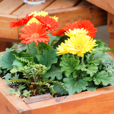 BEDDING GERBERA DAISY #1 6"