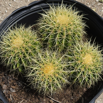 CACTUS BARREL GOLDEN CLUSTER #7