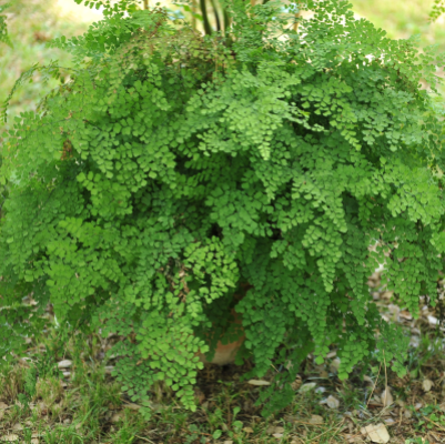 FERN MAIDENHAIR #1